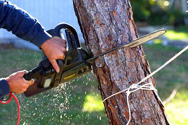 How Our Tree Care Process Works  in  Flossmoor, IL
